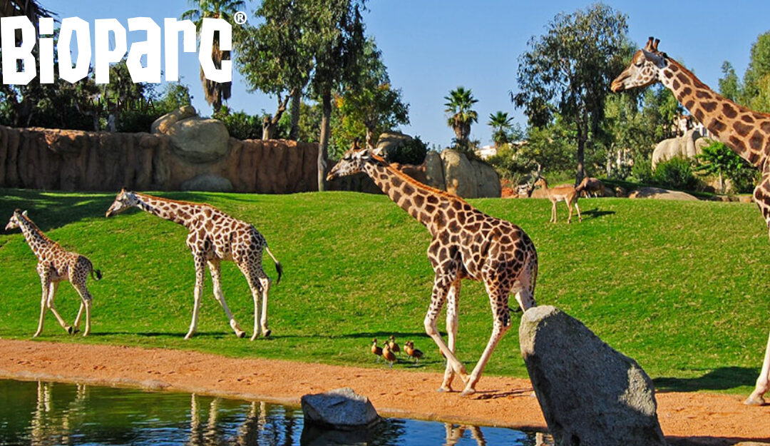 Realiza una visita virtual al Bioparc